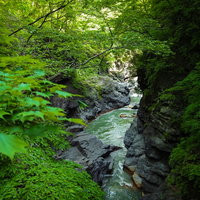 新緑に包まれた吾妻峡の清流と岩場を流れる吾妻川の写真