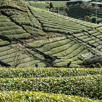京都和束町の茶畑を俯瞰した丘陵地の風景写真の写真