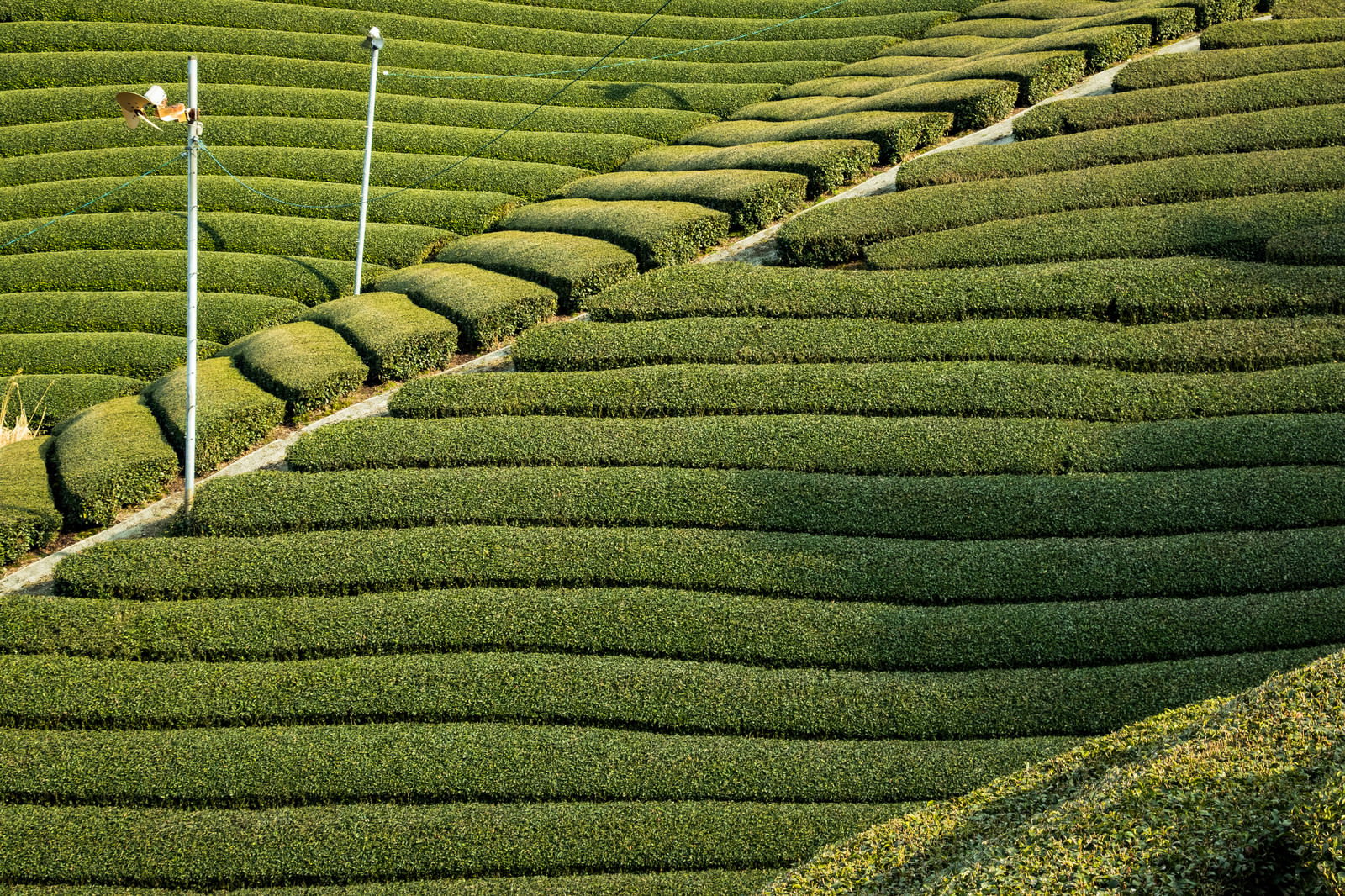 傾斜地に整然と植えられた茶畑が段々と広がる風景