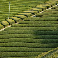 京都和束町の茶源郷、傾斜地に段々と広がる茶畑の写真