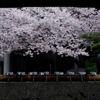 手水場越しに見える四天王寺の満開の桜の写真