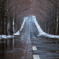 解けた雪で濡れた道路と早朝のメタセコイヤ並木の写真
