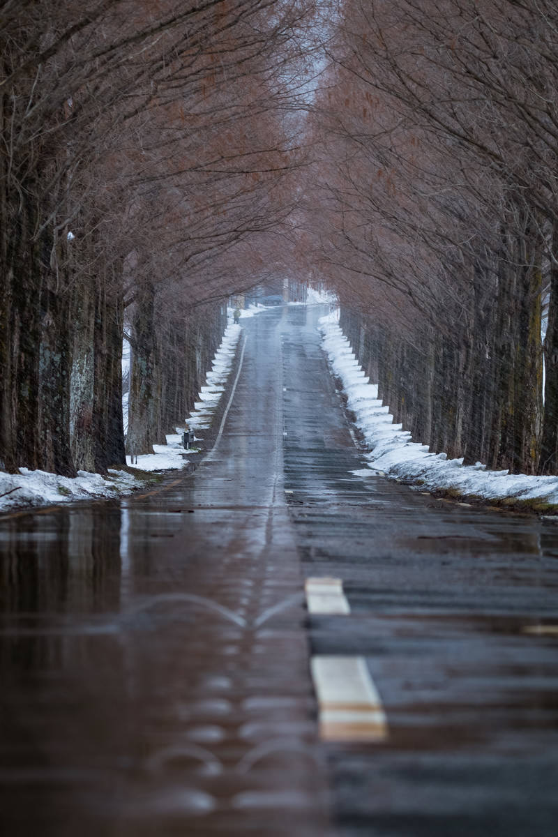 雪解け水で濡れたメタセコイヤ並木の道路（早朝）