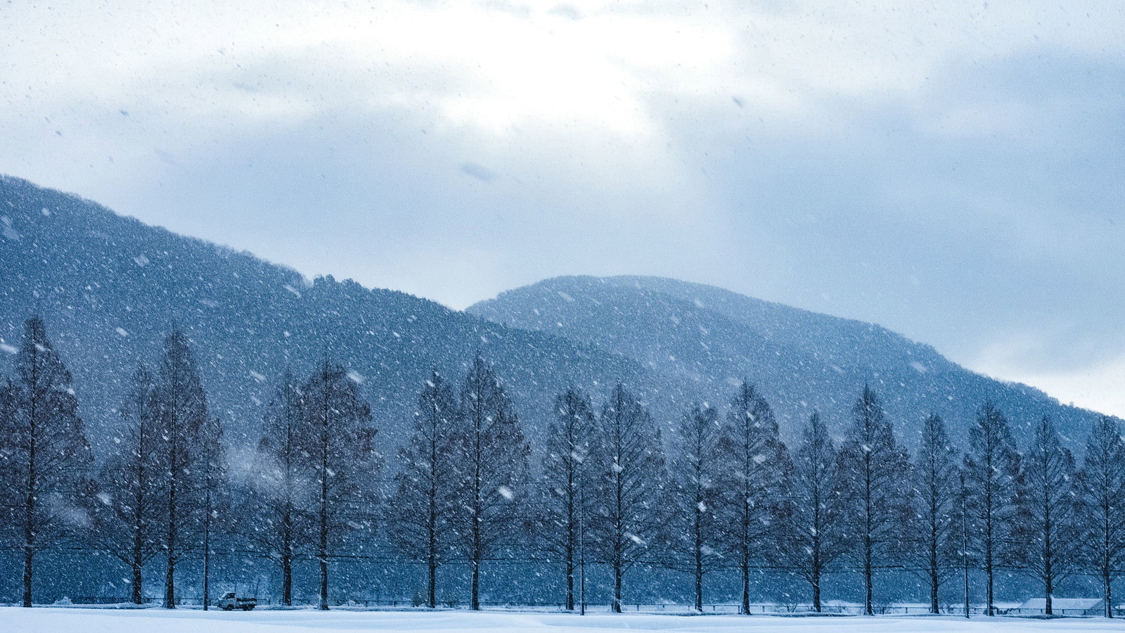 吹雪の中のメタセコイヤ並木と雪に覆われた山並みの冬景色