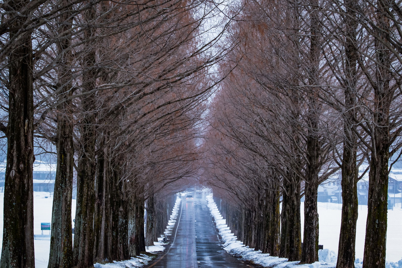 雪に覆われたメタセコイヤの並木道が奥まで続く冬の風景