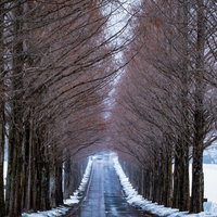 雪に覆われたメタセコイヤ並木の道路がどこまでも続く冬景色の写真