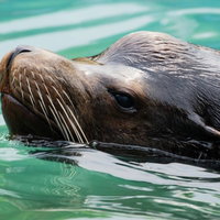 水面を泳ぐアシカの横顔、茶色い毛色が特徴の写真