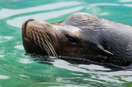 水面を泳ぐアシカの横顔、茶色い毛色が特徴