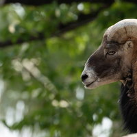 岩の上に座るチンパンジーの写真