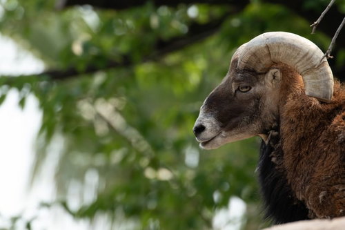 岩の上に座るチンパンジー