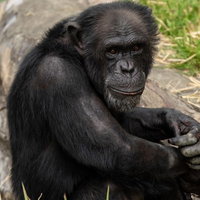 岩場で座り込む寂しげなチンパンジーの写真