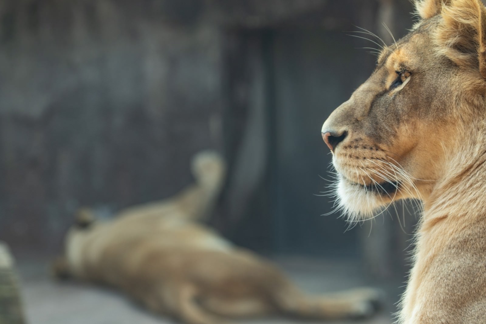 動物園で横向きに寝そべるたてがみの立派なオスライオン