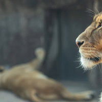 夏の動物園は暑いライオン、立派なたてがみを持つオスの写真