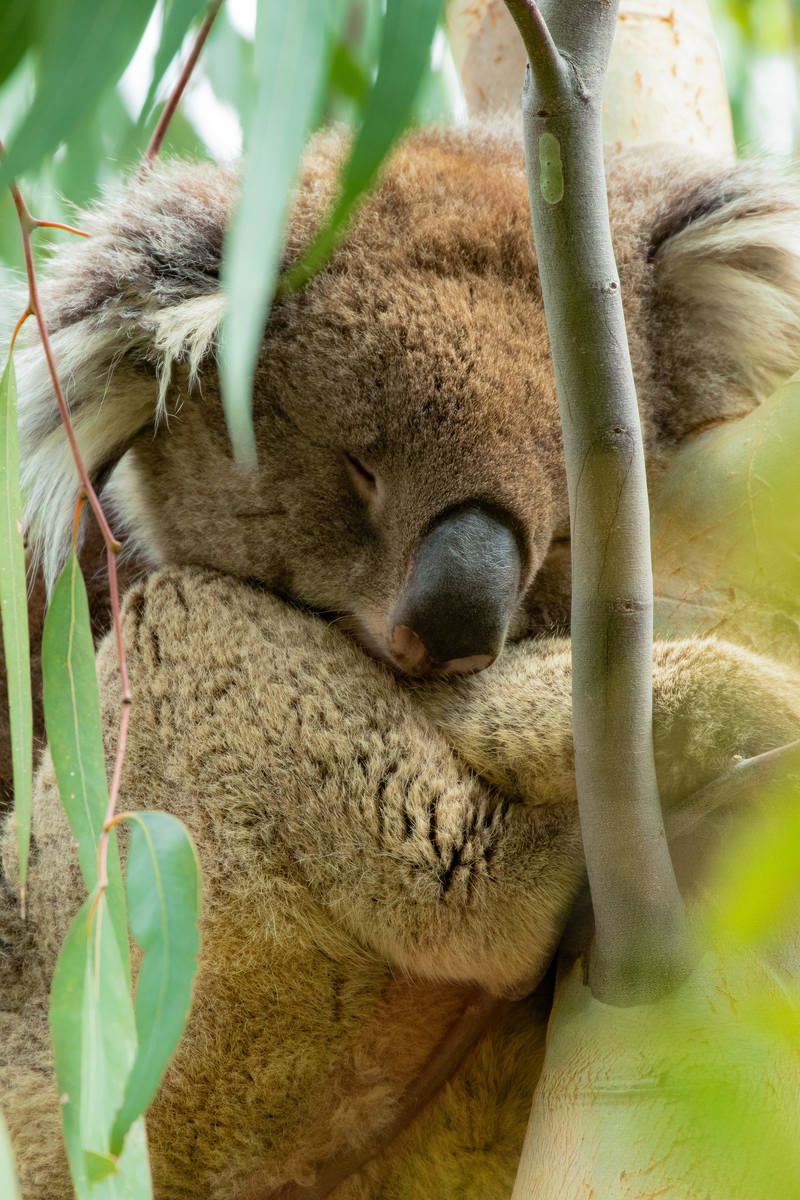 ユーカリの木の枝につかまって眠っているコアラ