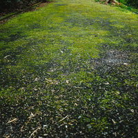 苔むした道路の路面 - 湿った環境に繁殖する緑の苔の写真