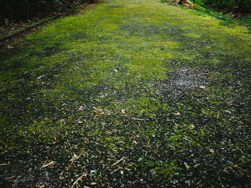 苔むした道路の路面 - 湿った環境に繁殖する緑の苔