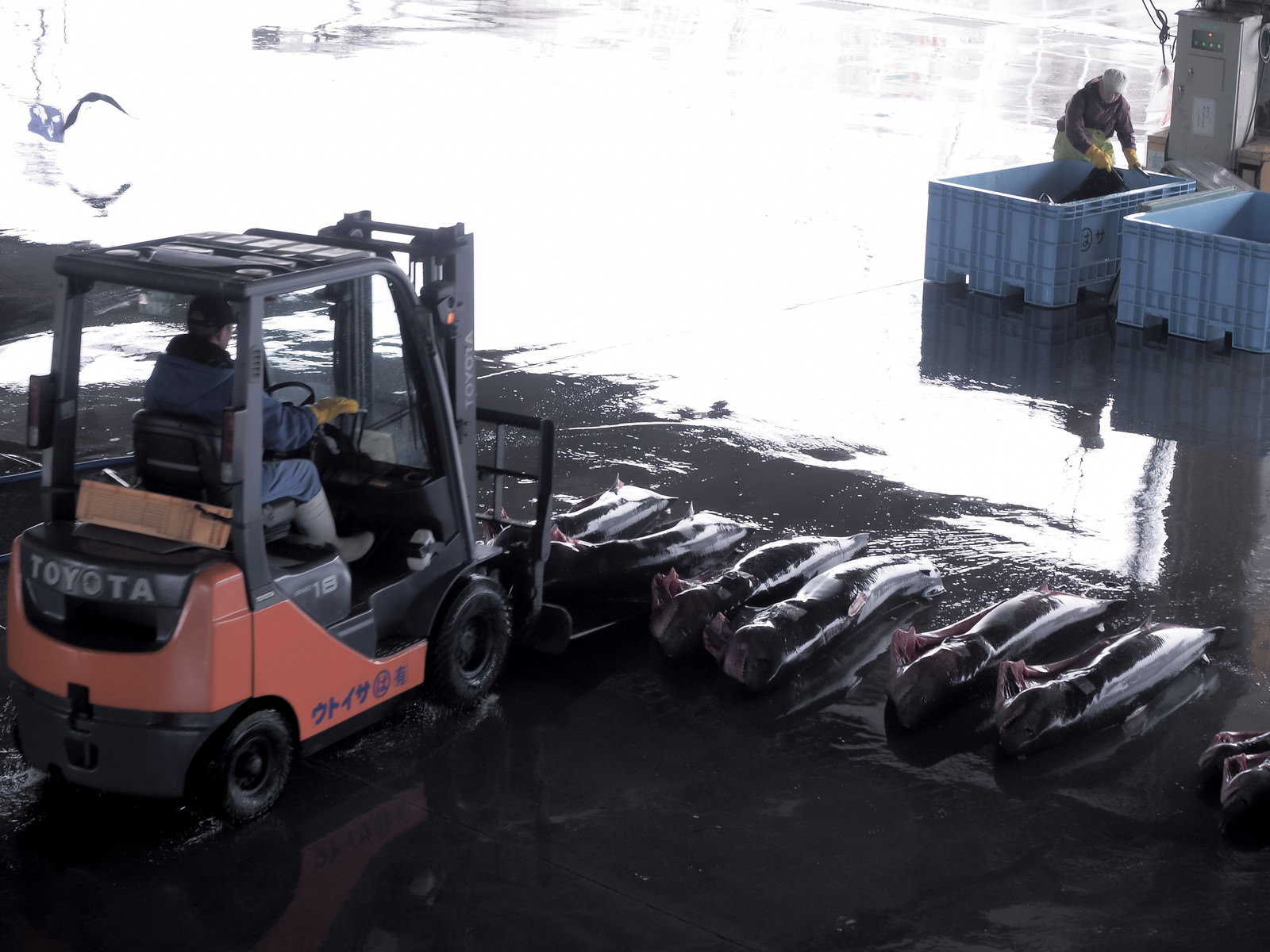 フォークリフトでサメを運搬する漁港の卸市場の風景