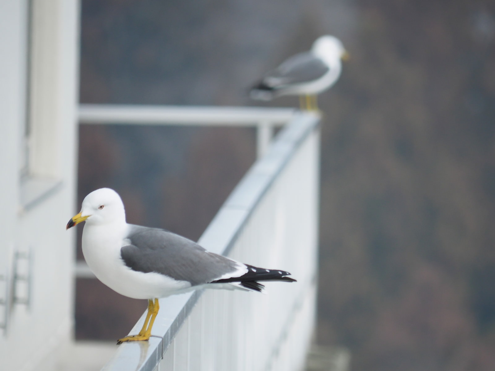白い手すりに止まって同じ方向を向く2羽のカモメ