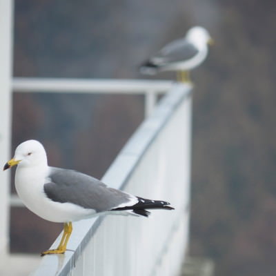 水辺で羽を毛づくろいする2羽の白鳥の写真素材 - フリー素材ぱくたそ