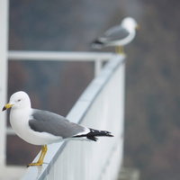 白い手すりに止まるエサ待ちのカモメ2羽の写真