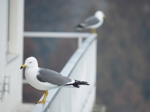 白い手すりに止まるエサ待ちのカモメ2羽