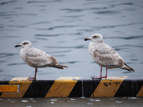 港湾用の車止めで帰船を待つカモメたち