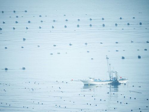 志津川湾で漁に出る小船と浮き