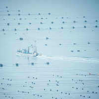 穏やかな志津川湾に浮かぶ漁船と浮きの写真