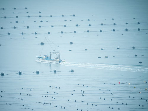 穏やかな志津川湾に浮かぶ漁船と浮き