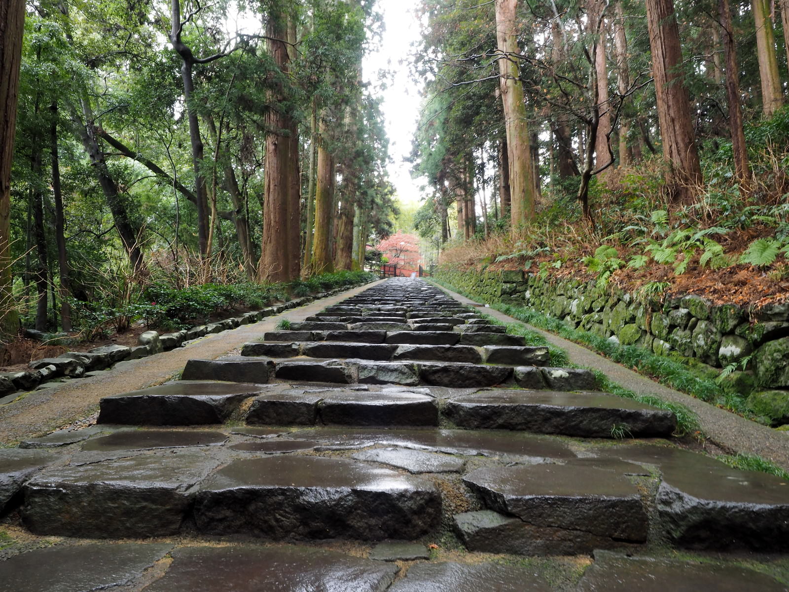 雨に濡れた石畳の道路と両側に生い茂る緑豊かな木々