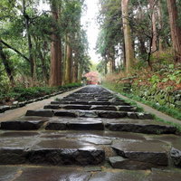 雨に濡れる石畳の道と両側の木々が生い茂る森林の風景の写真