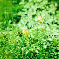 苔生す絨毯に自生する小さなキノコの生態と共生関係の写真