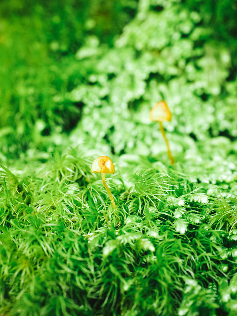 緑の苔の上に自生する小さなキノコが点在している森の風景