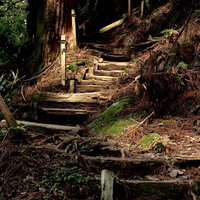 玉置神社境内の杉林に囲まれた参道階段と秋の落ち葉の写真