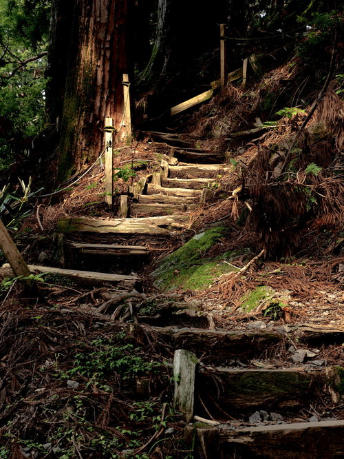 玉置神社境内の杉林に囲まれた参道階段と秋の落ち葉