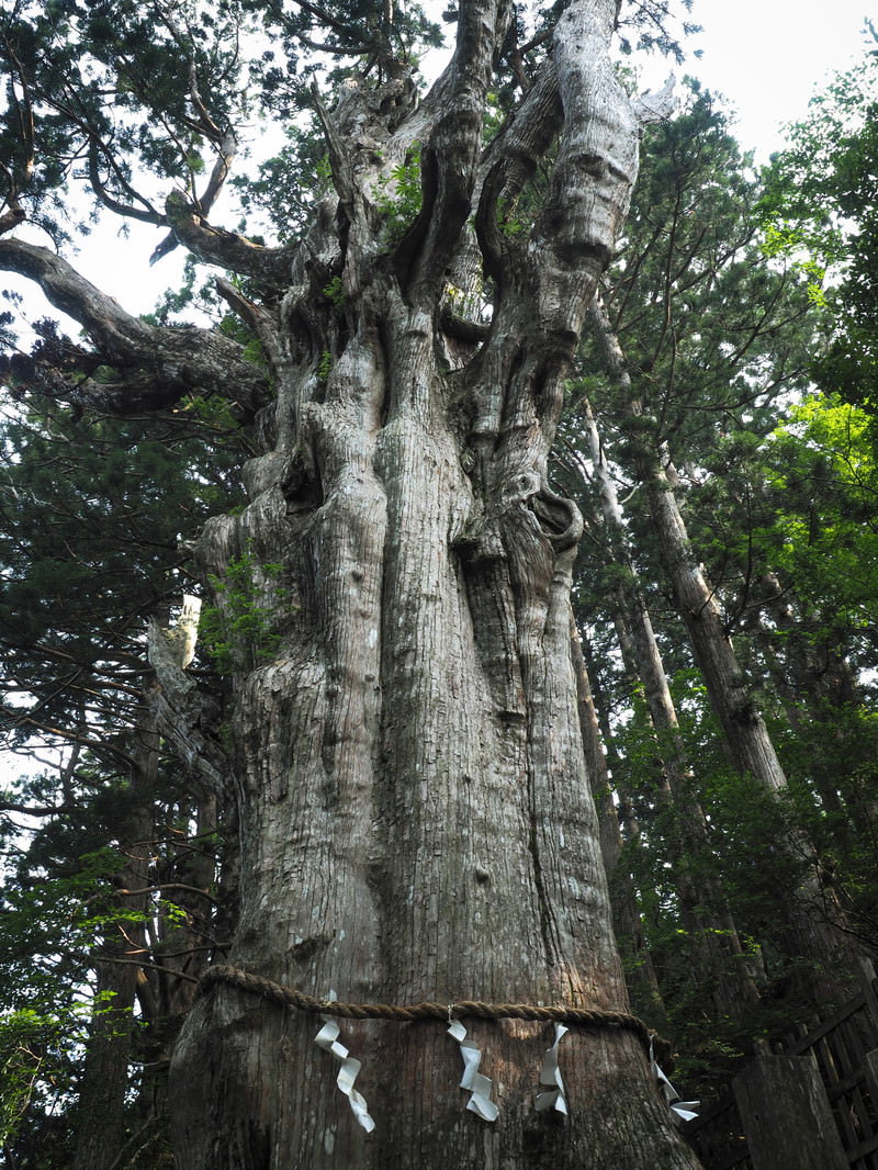 玉置神社の樹齢3000年の神代杉を見上げたアングル、幹に注連縄と紙垂が巻かれている