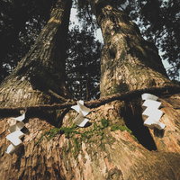 樹齢750年の夫婦杉と注連縄（玉置神社境内）の写真