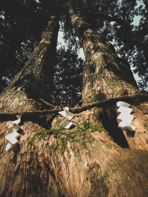 樹齢750年の夫婦杉と注連縄（玉置神社境内）
