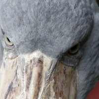 ハシビロコウが怒った表情で睨む野生動物の迫力ある姿の写真