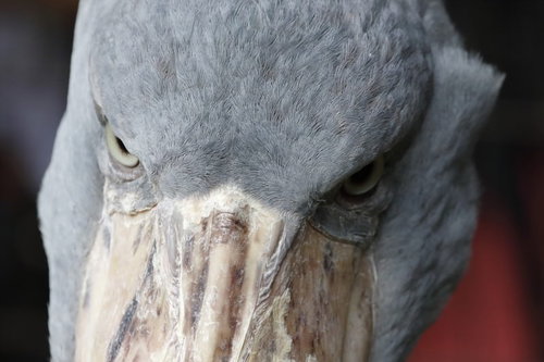 ハシビロコウが怒った表情で睨む野生動物の迫力ある姿