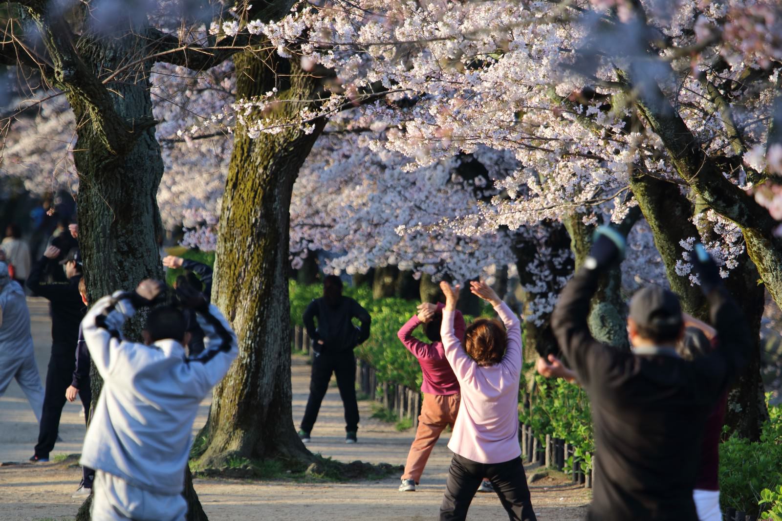 桜並木の下でラジオ体操をする中高年とシニア