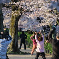 桜並木の下で朝のラジオ体操を行う中高年とシニアの写真