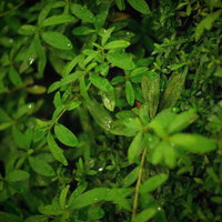暗い背景に水滴が多数ついた緑の小さな葉の植物の写真