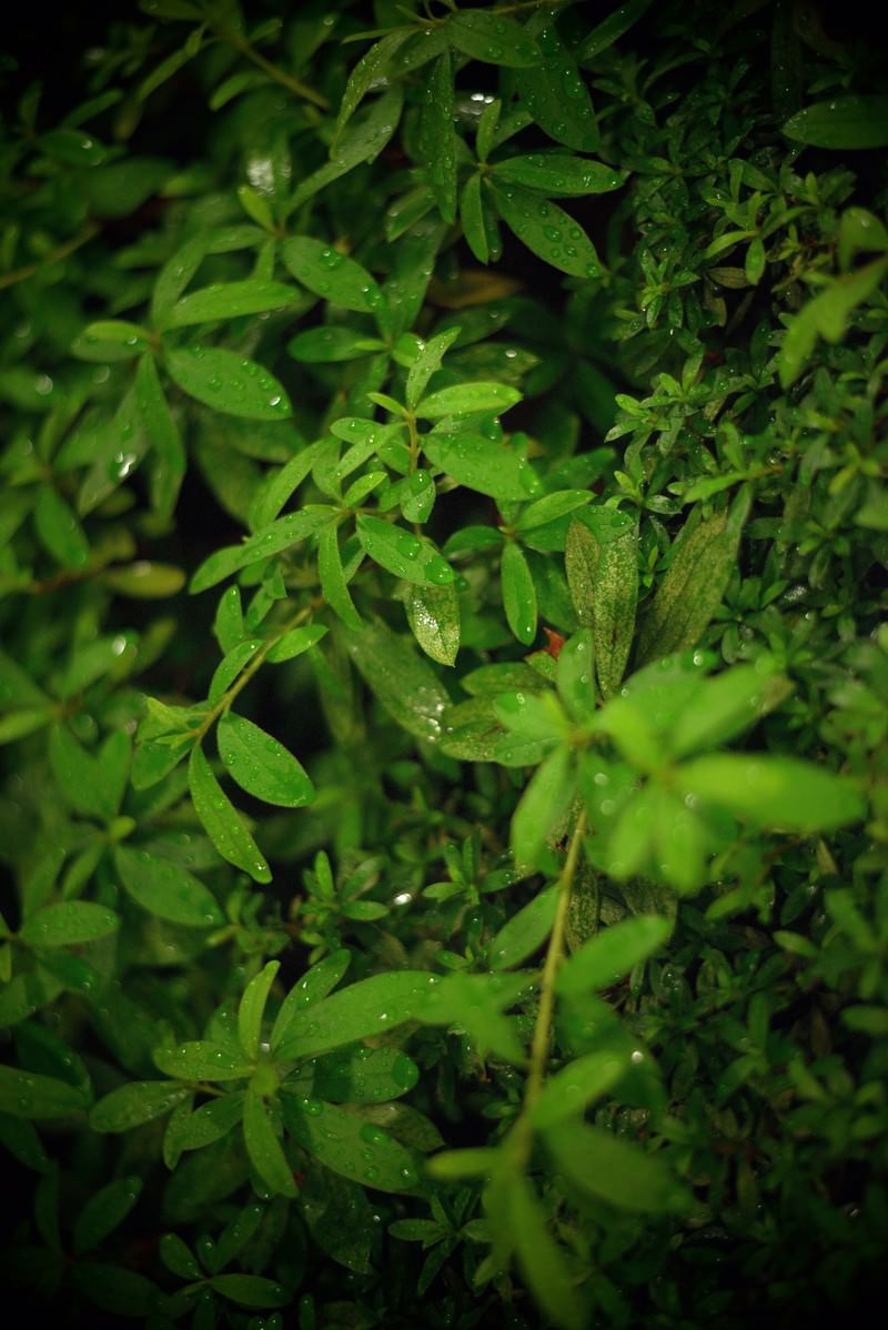 暗い背景に水滴が多数ついた緑の小さな葉の植物