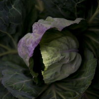 外側が紫で内側が黄緑の葉が重なるキャベツの接写の写真