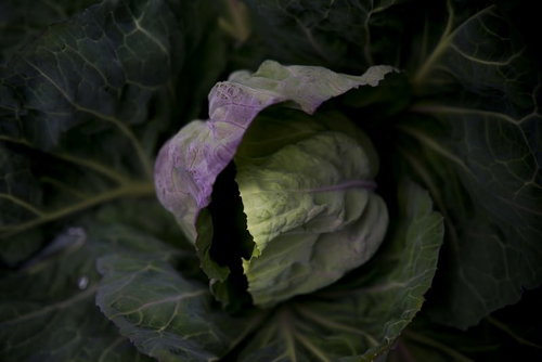 外側が紫で内側が黄緑の葉が重なるキャベツの接写