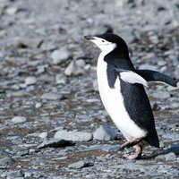 落ち着きのないヒゲペンギンが小石の上を歩くの写真