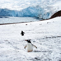 ニコハーバーの氷河とペンギンの群生、南極大陸の野生動物の写真