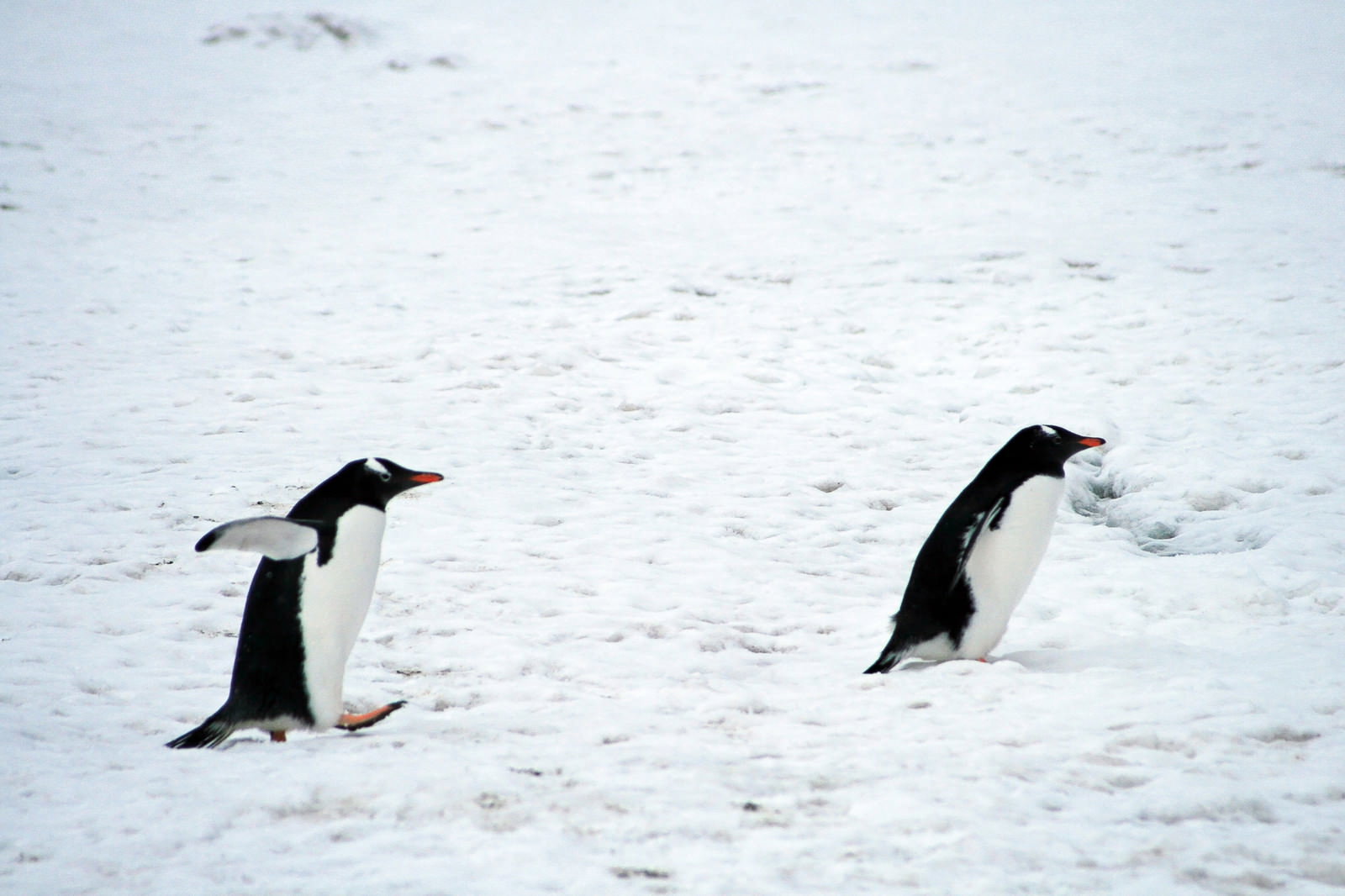 南極の雪の上をよちよち歩く2羽のジェンツーペンギン