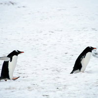 よちよち歩くジェンツーペンギン、南極の氷上を歩く2羽の写真
